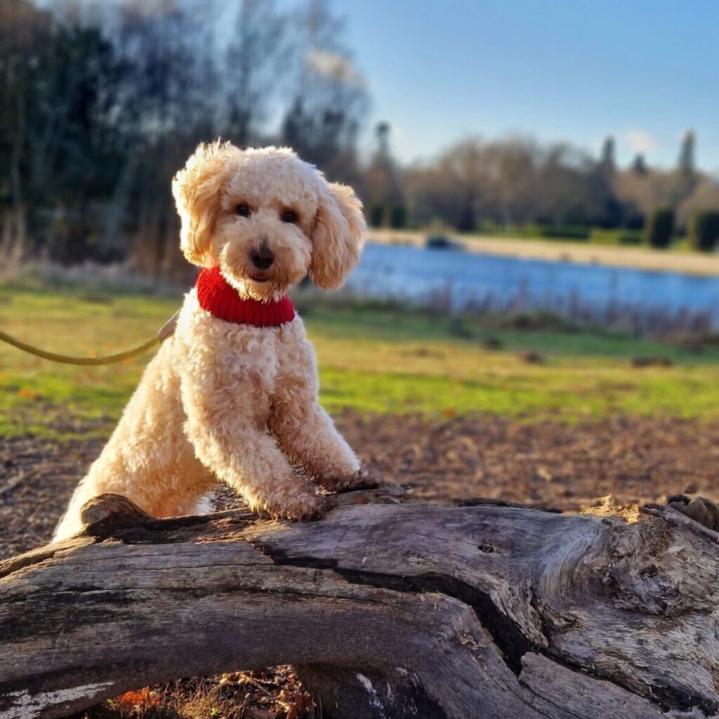 Dog-friendly Nottinghamshire