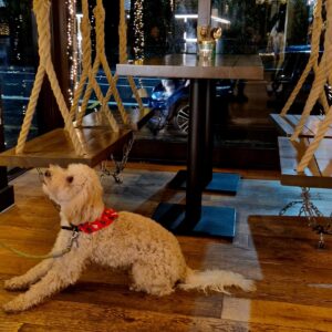 Dog-friendly restaurant in Sheffield