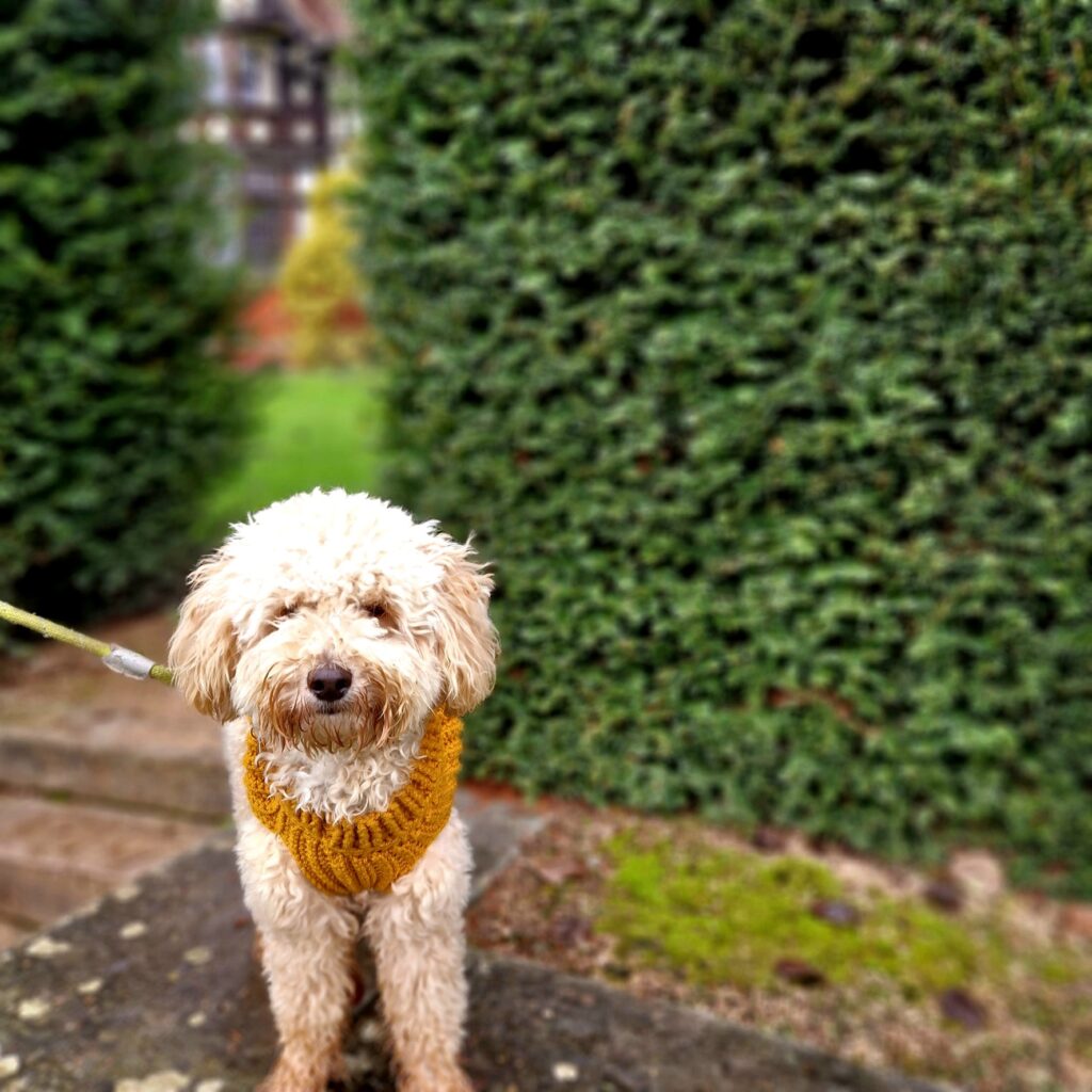 Dog-friendly Powis Castle