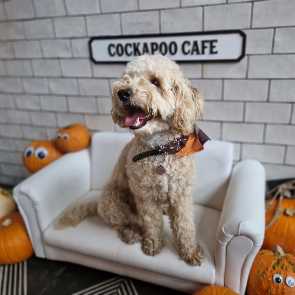 Cockapoo Cafe