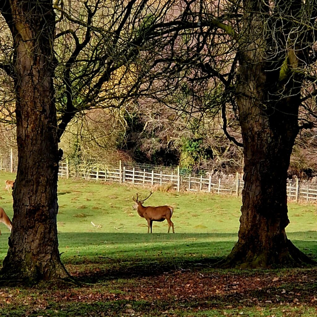 Calke Abbey in Derbyshire