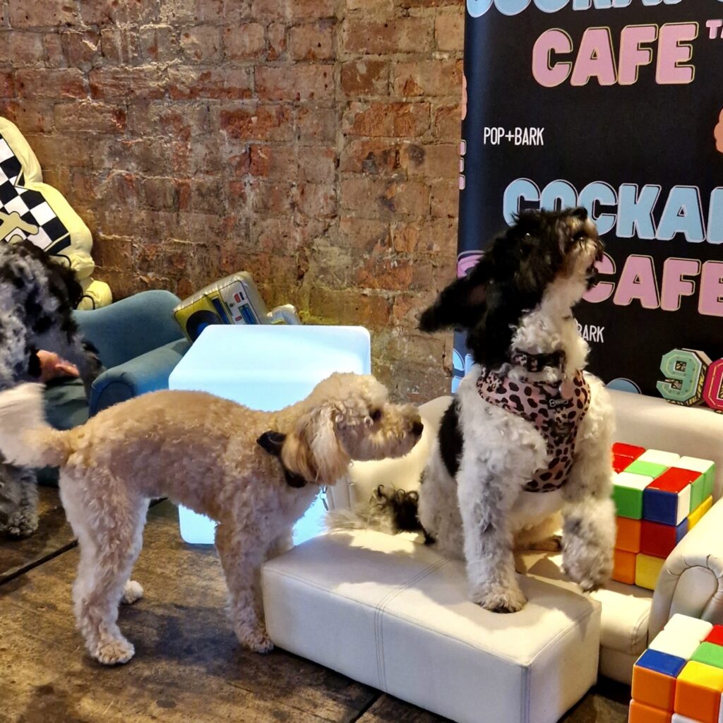 Cockapoo Cafe 2023