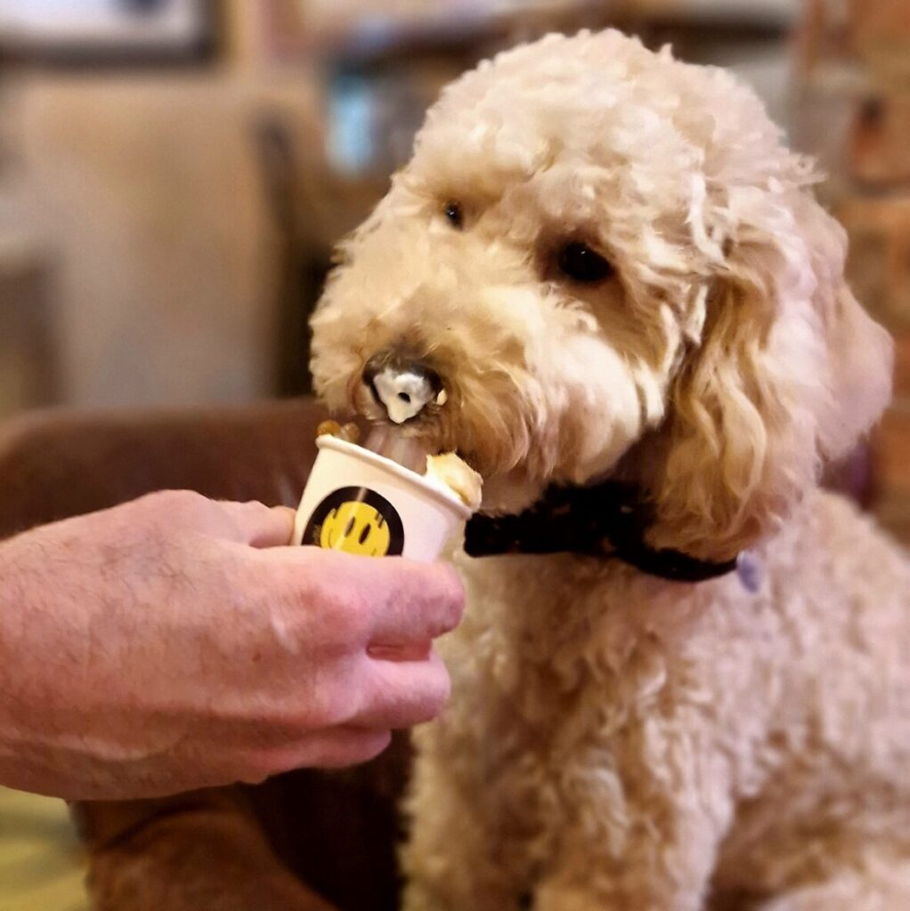 Cockapoo Cafe 2023