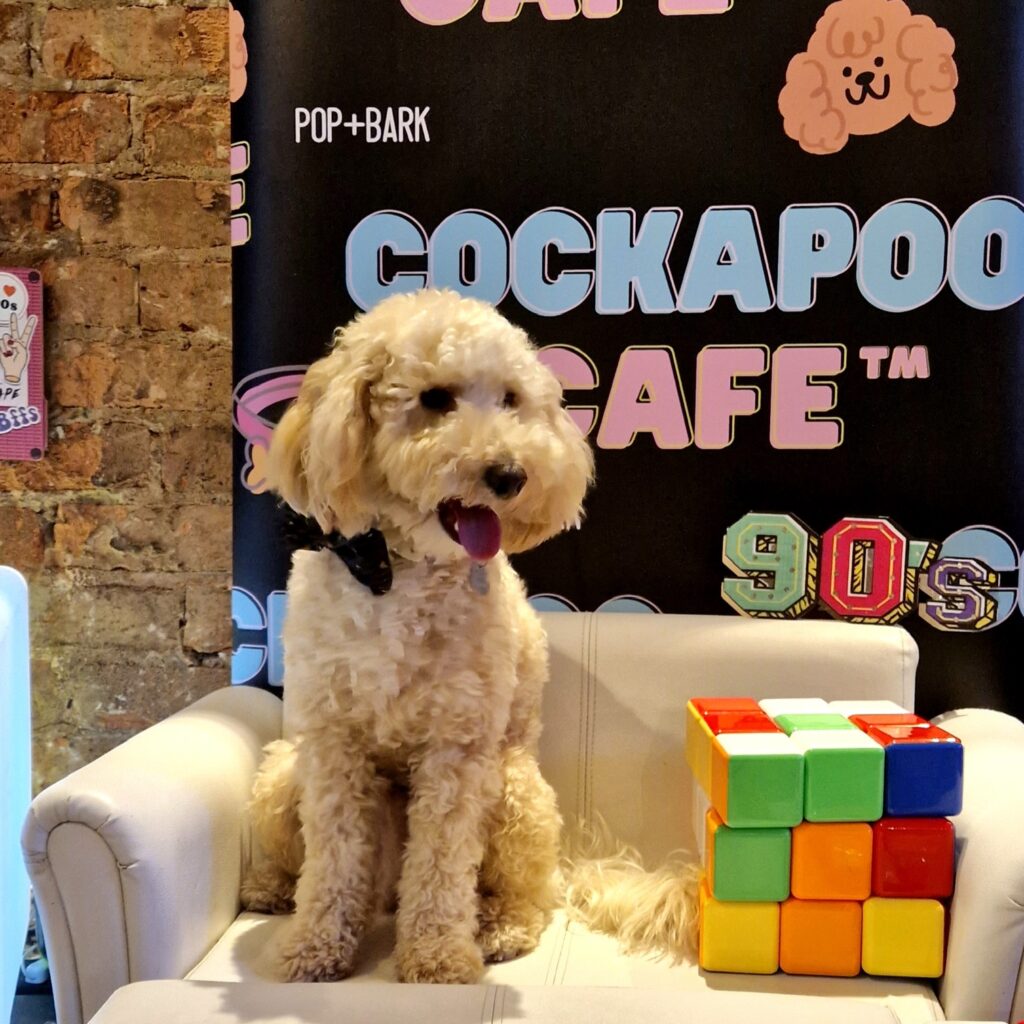 Cockapoo Cafe 2023