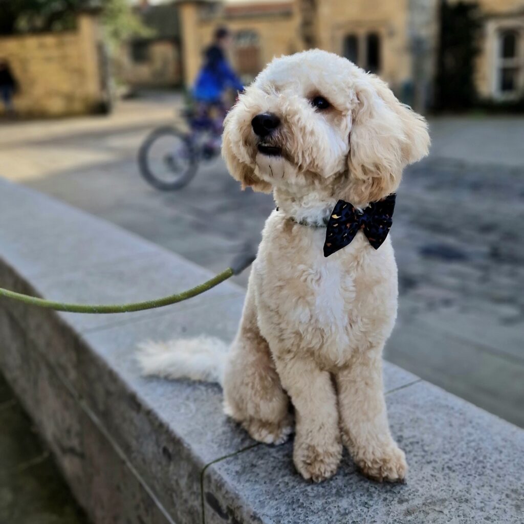 Dog-friendly Lincoln