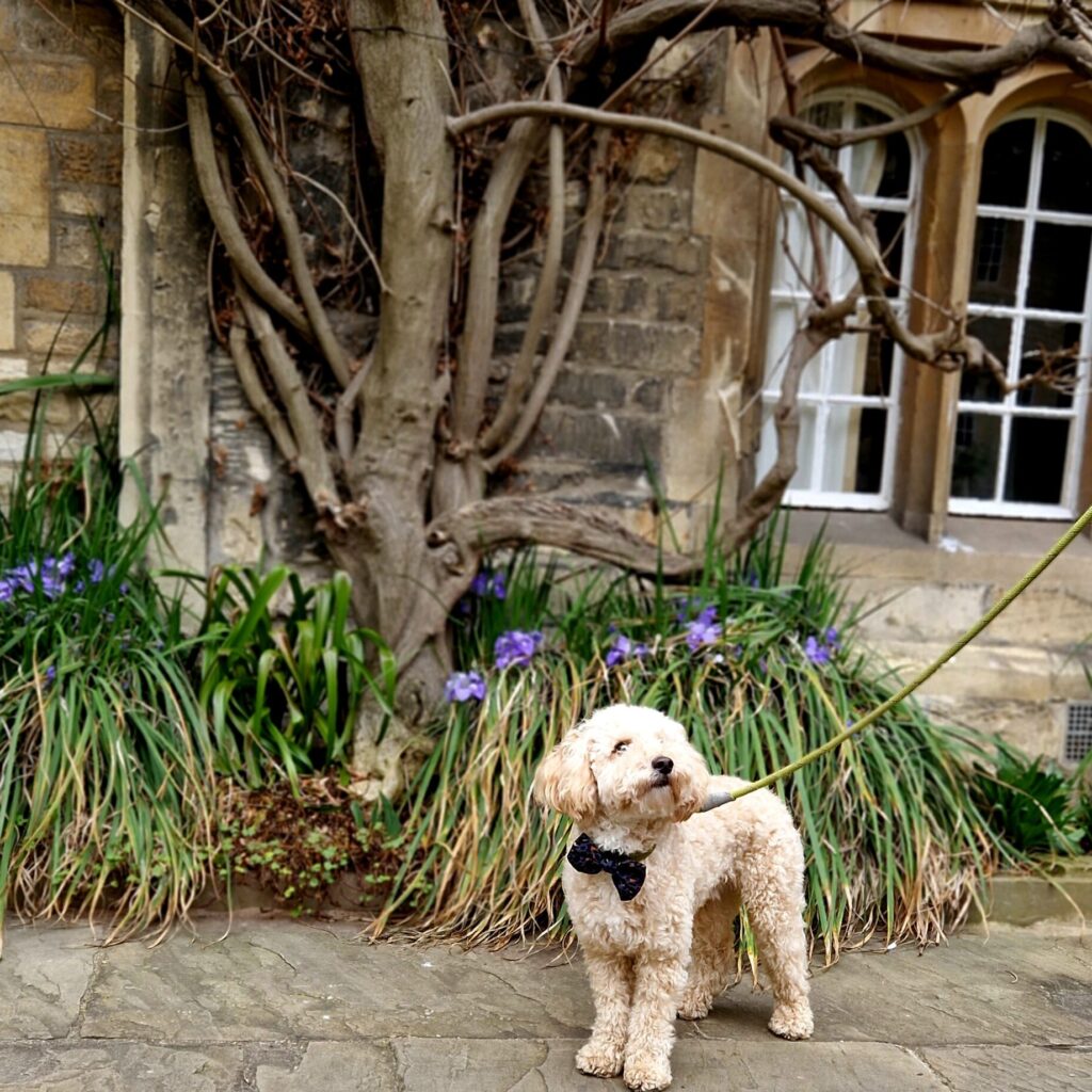 Dog-friendly Oxford