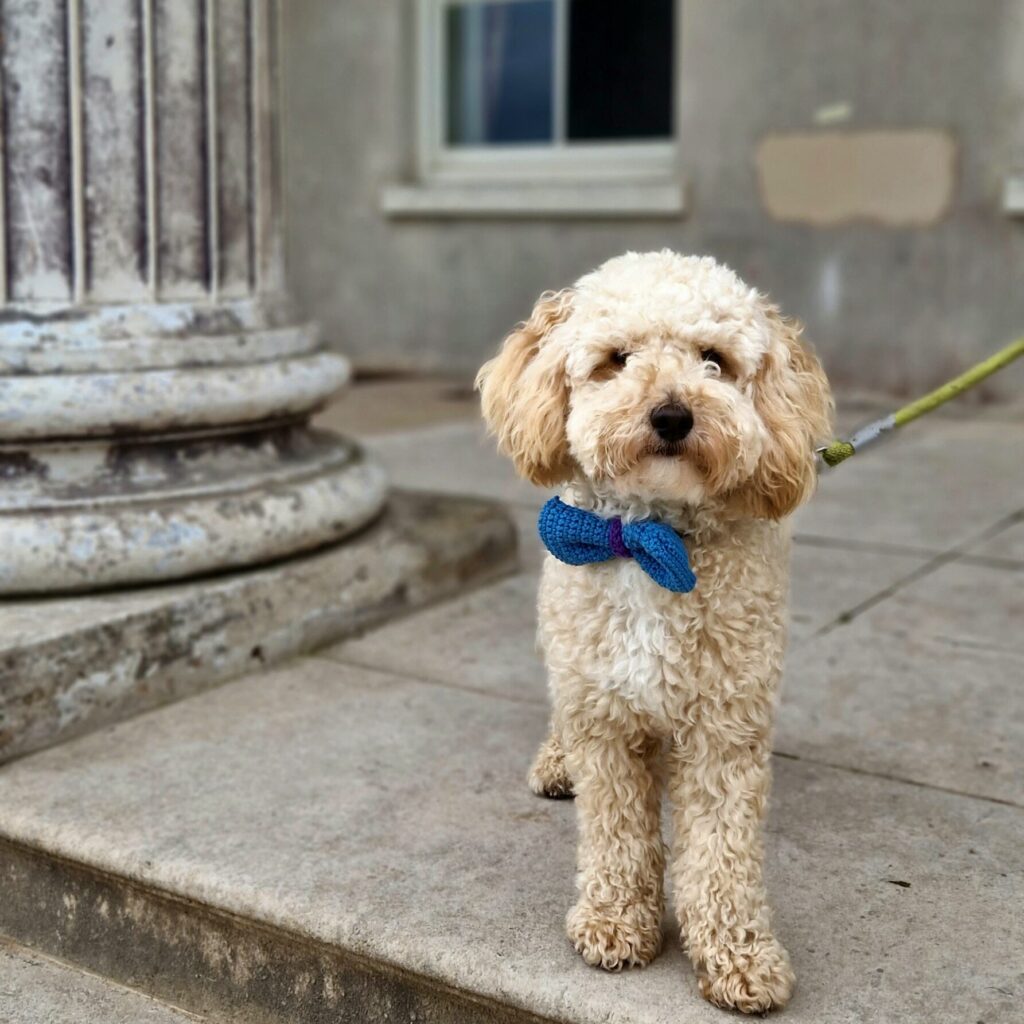 Dog-friendly National Trust