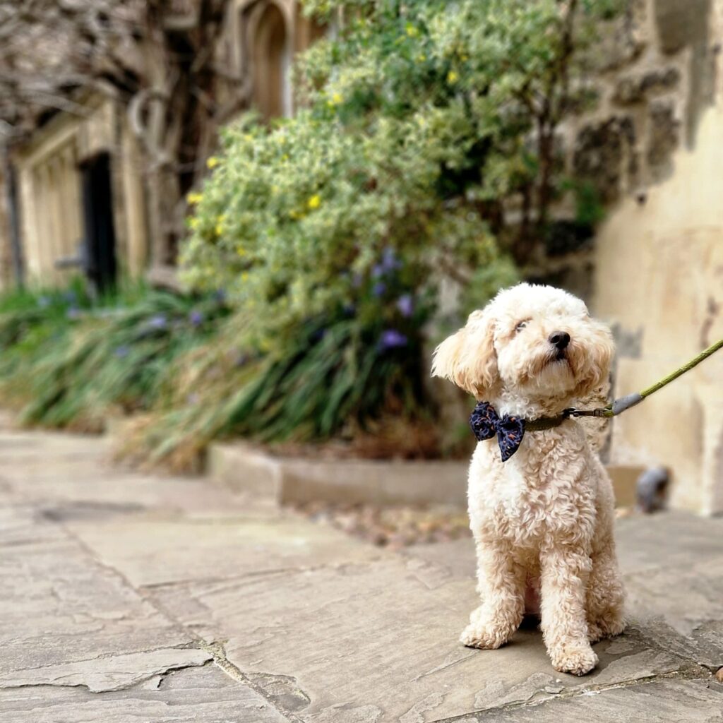 Dog-friendly Oxfordshire