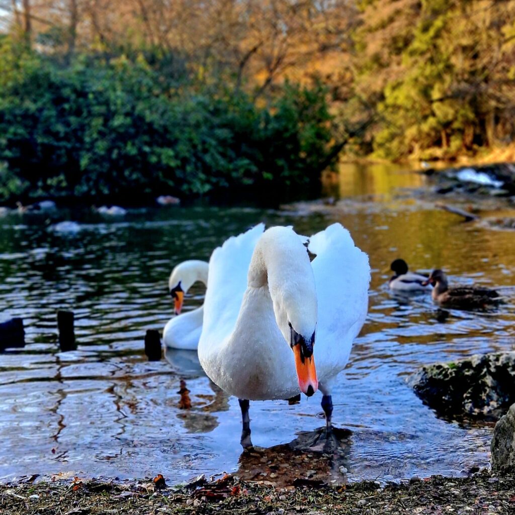 Clumber Park in Nottinghamshire