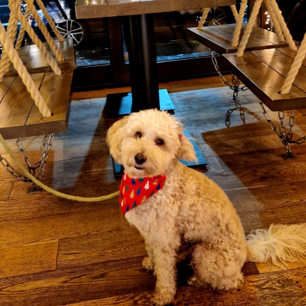 Dog-friendly restaurant in Sheffield