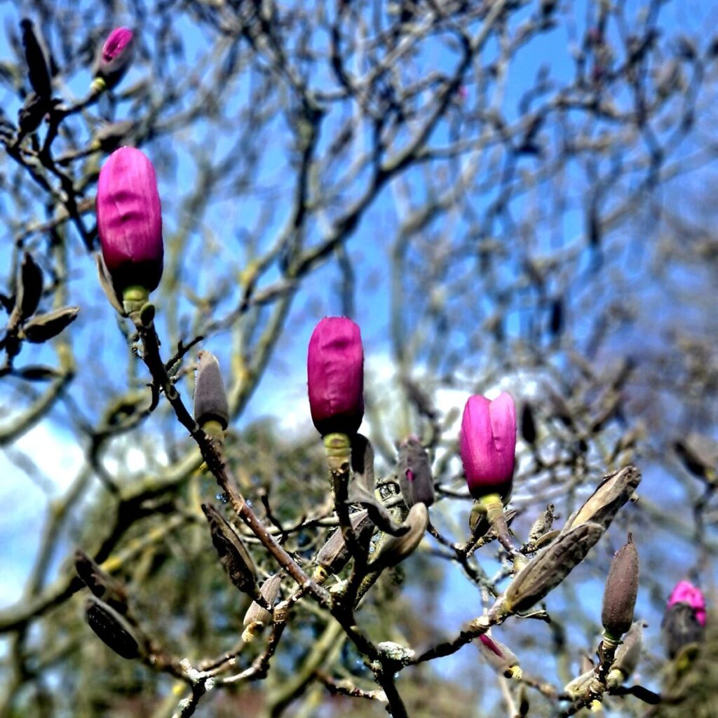 Sheffield Botanical Gardens