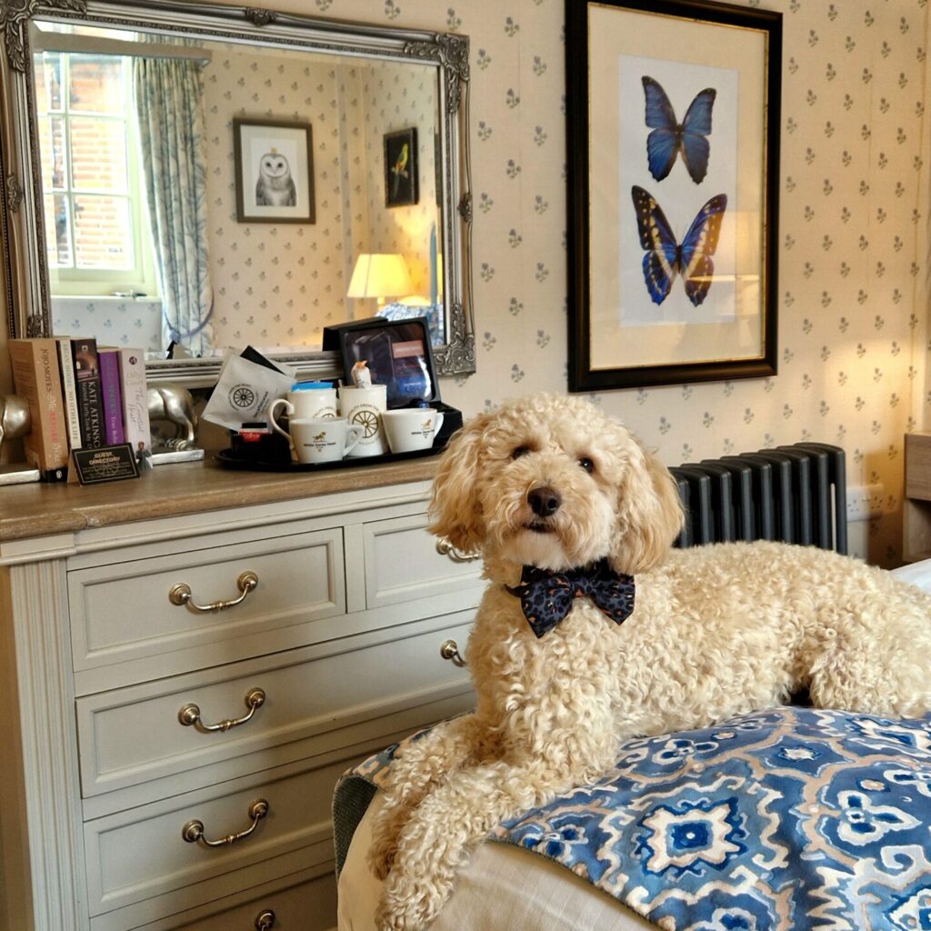 Dog-friendly hotel in Hampshire