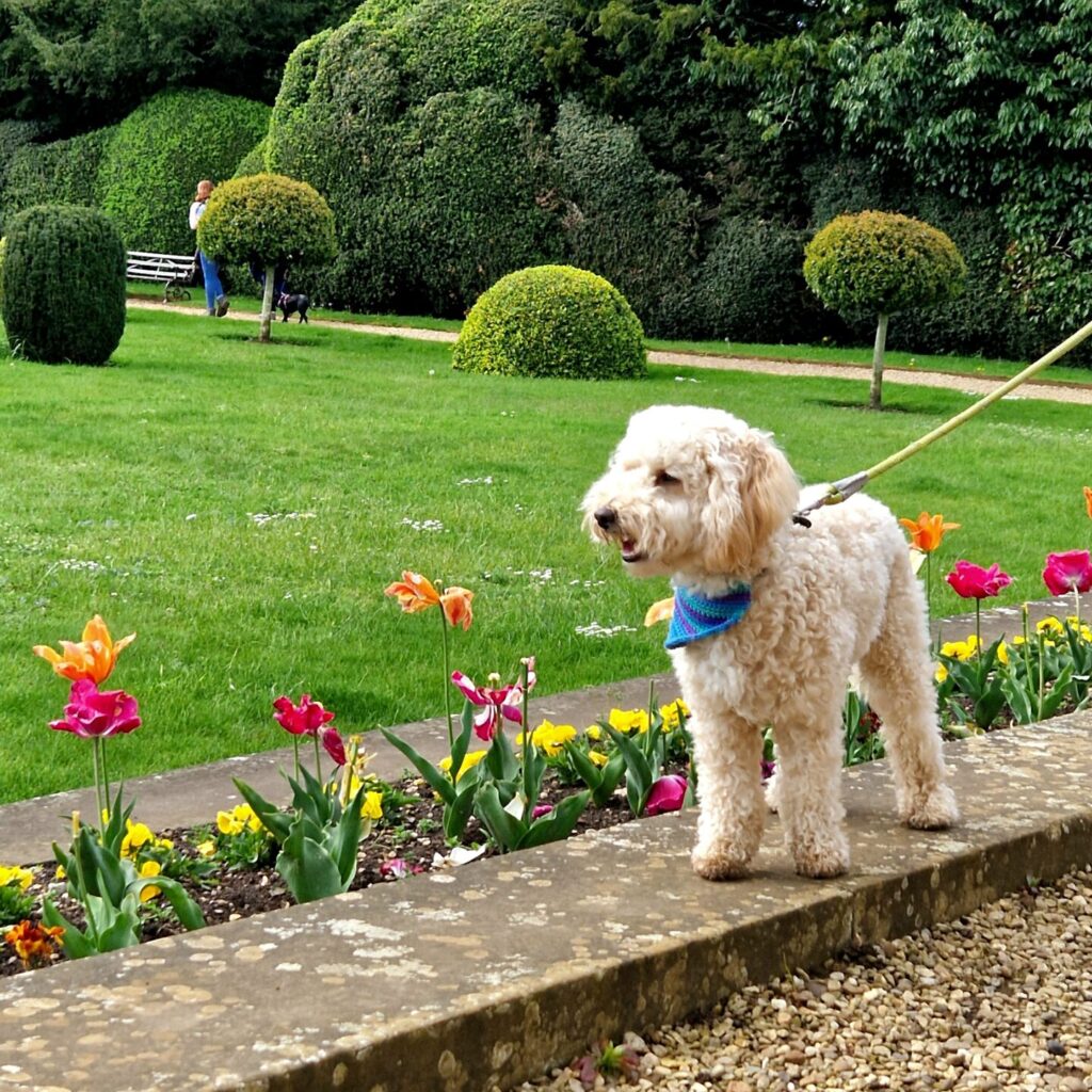 Dog-friendly Belton House in Lincolnshire