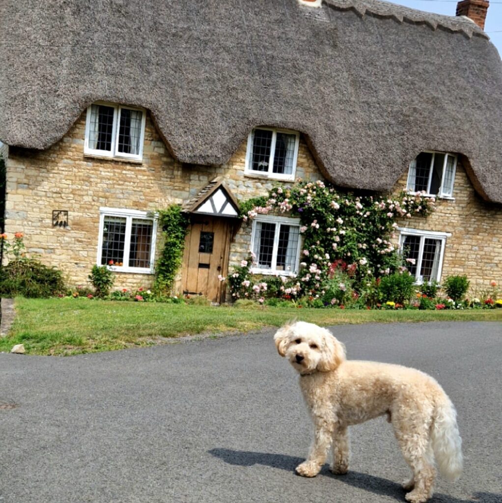 Dog-friendly Warwickshire