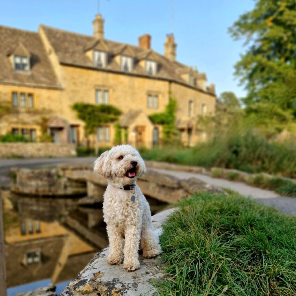 Dog-friendly Cotswolds