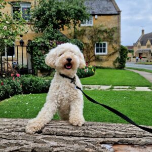 Dog-friendly Worcestershire