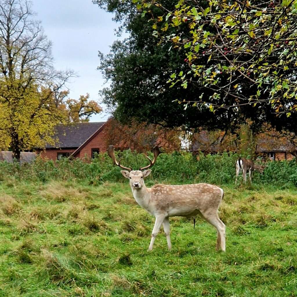 Charlecote Park in Warwickshire