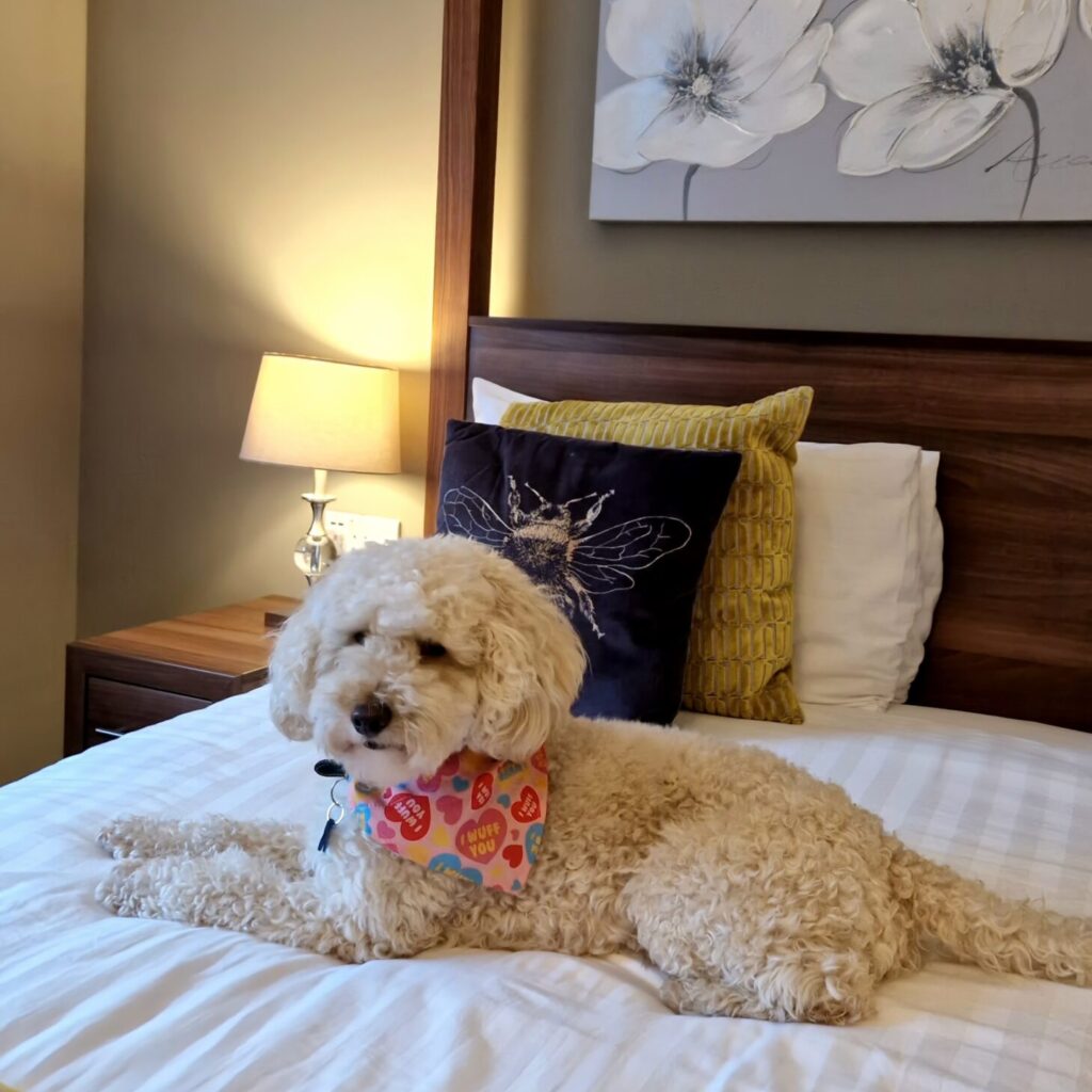 Dog-friendly hotel in Somerset