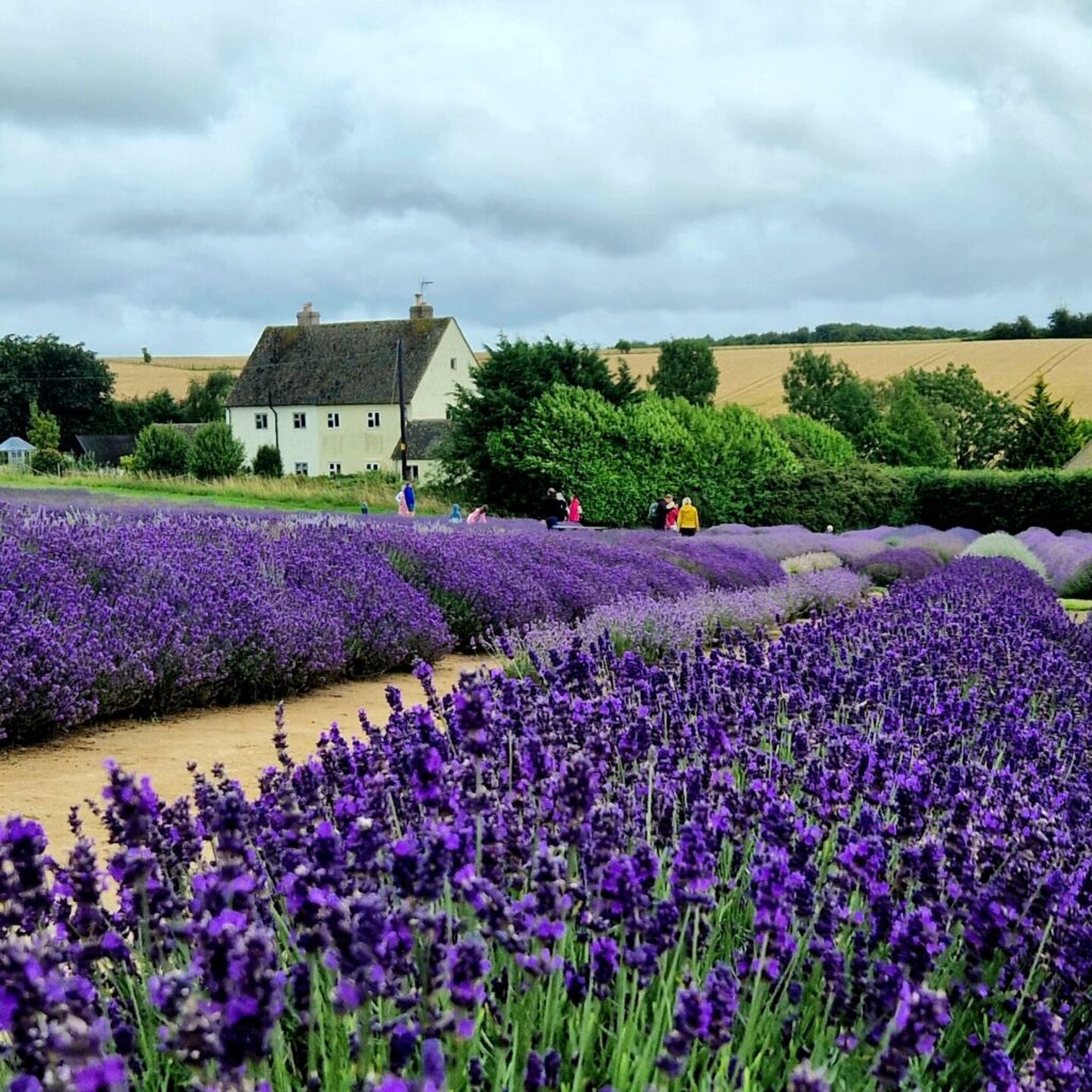 Cotswold Lavender