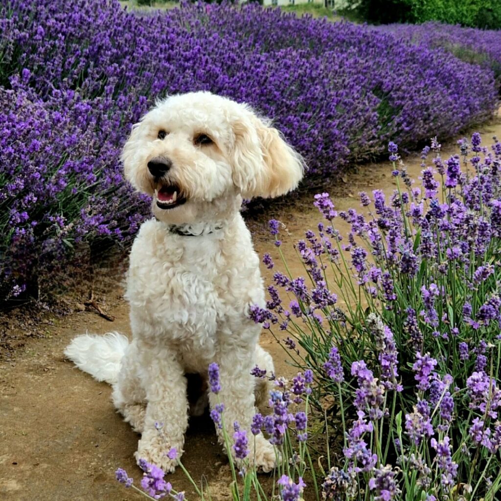 Dog-friendly Cotswold Lavender