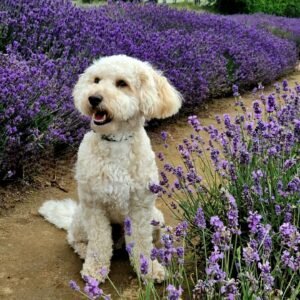 Dog-friendly Cotswolds