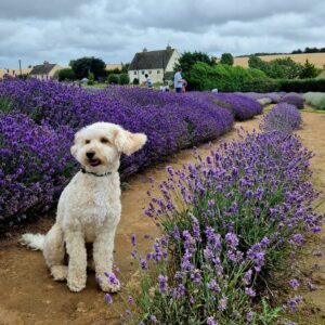 Cotswold Lavender in Worcestershire