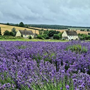 Cotswold Lavender