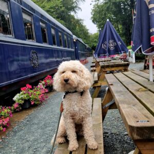 The Orient Express Afternoon Tea in the Lake District