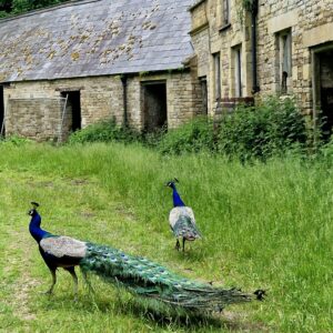 Newark Park in Gloucestershire