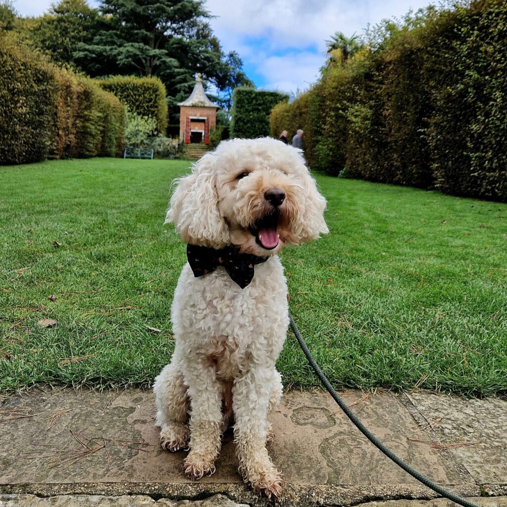 Dogs at Hidcote