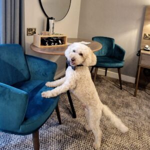 Dog-friendly hotel