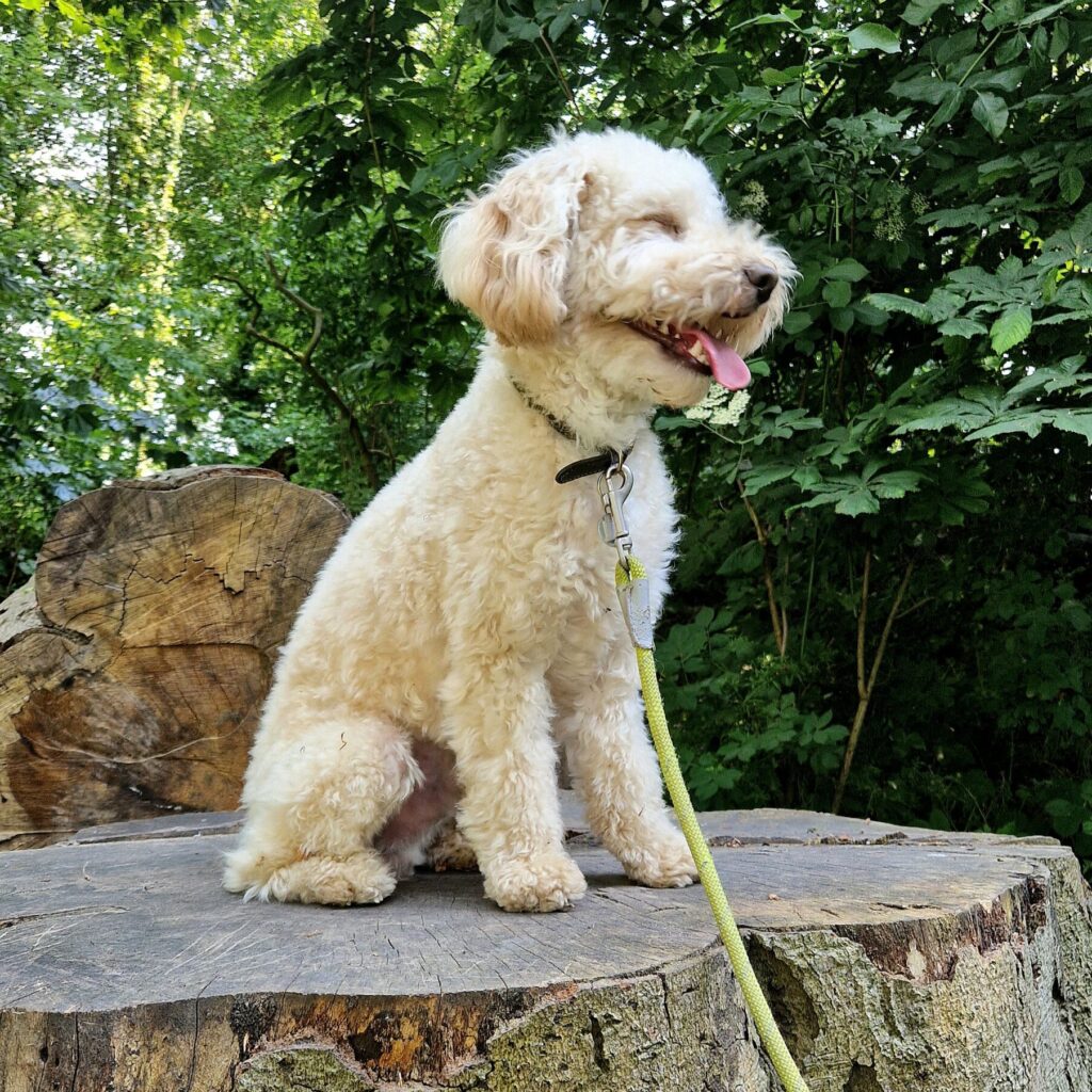 Dog-friendly Kedleston Hall in Derbyshire