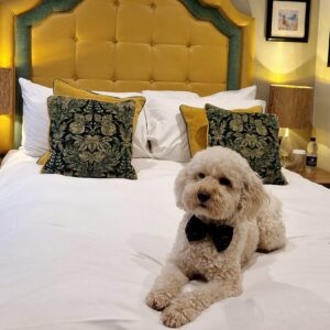 Dog-friendly hotel