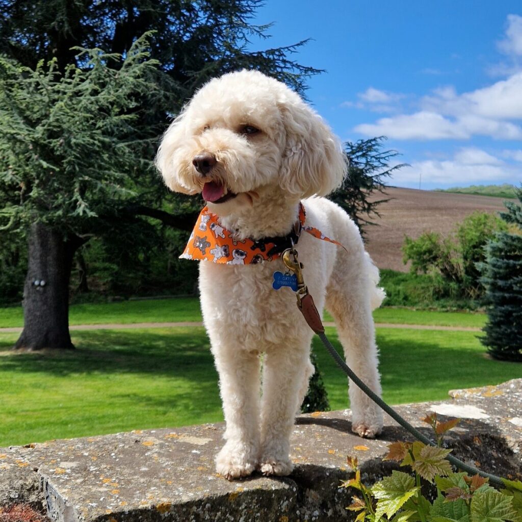 Dogs at Witley Court