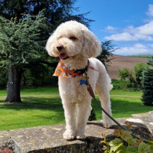Dogs at Witley Court