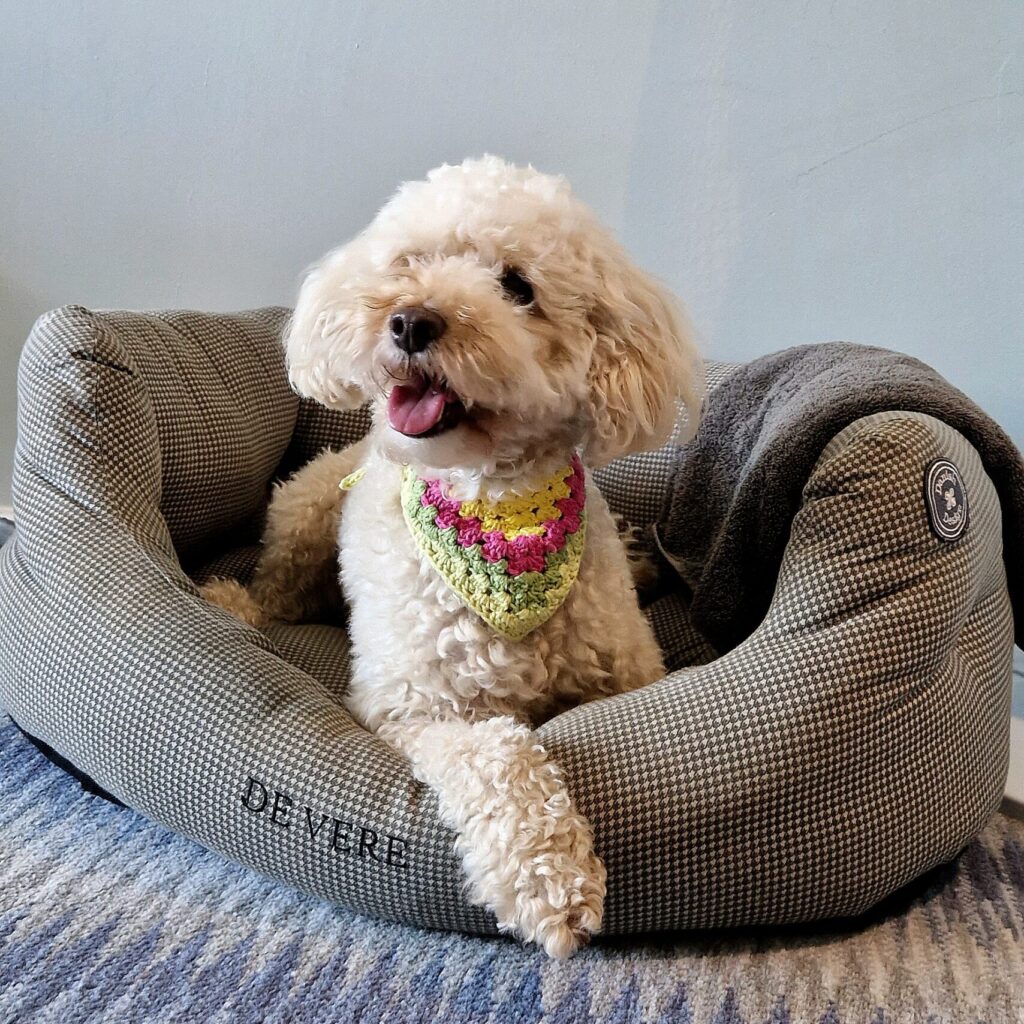 Dog-friendly hotel