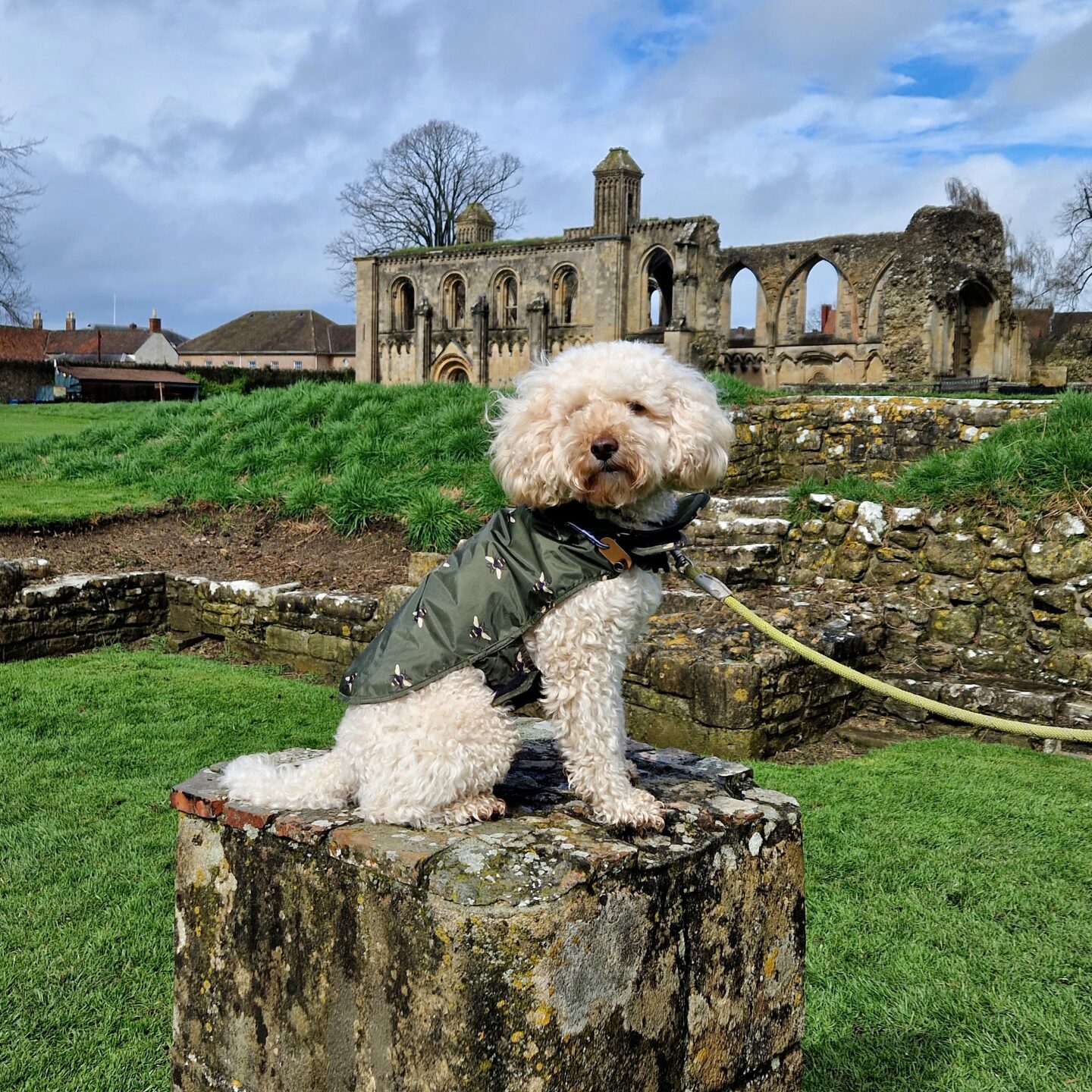 Dog-friendly news. February 2026