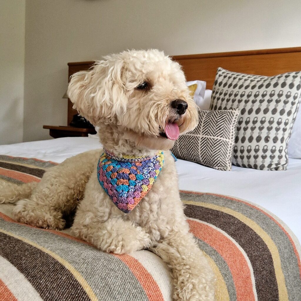 Dog-friendly hotel in Cornwall