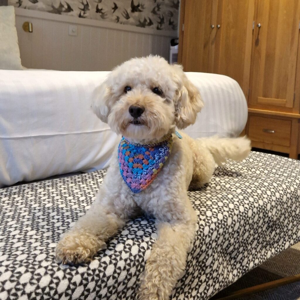 Dog-friendly hotel in Cornwall