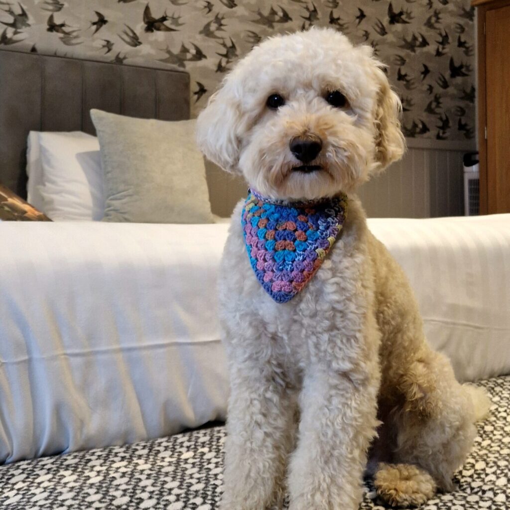 Dog-friendly hotel in Cornwall