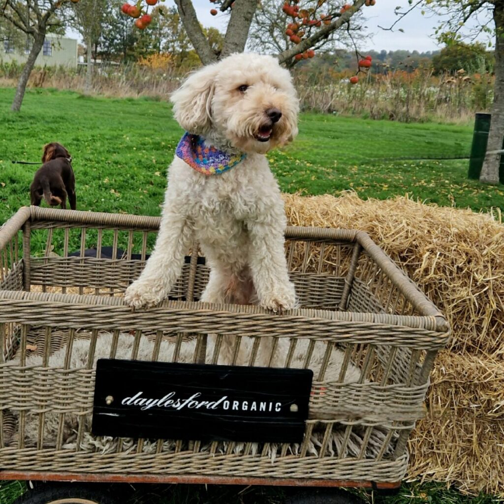 Dogs at Daylesford, Cotswolds