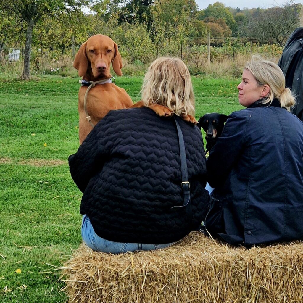Dogs at Daylesford, Cotswolds