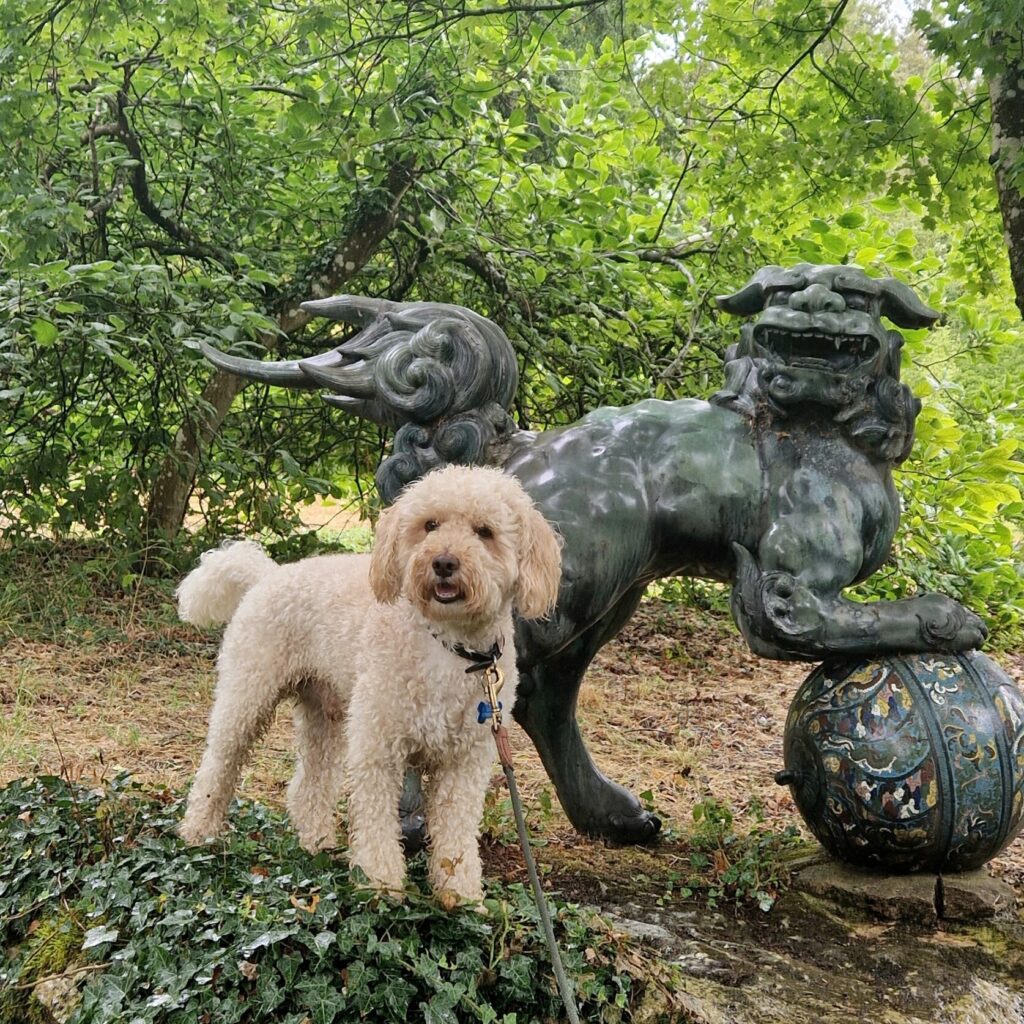 Dogs at Batsford Arboretum in Gloucestershire