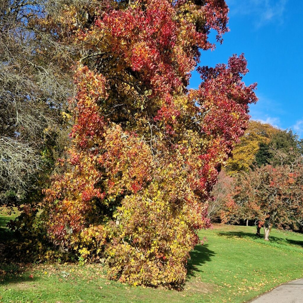 Batsford Arboretum in Gloucestershire