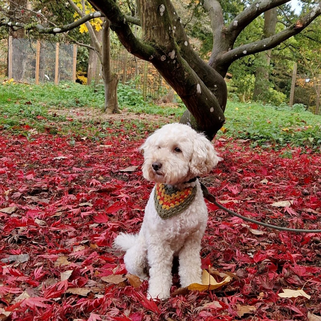 Dogs at Batsford Arboretum in Gloucestershire