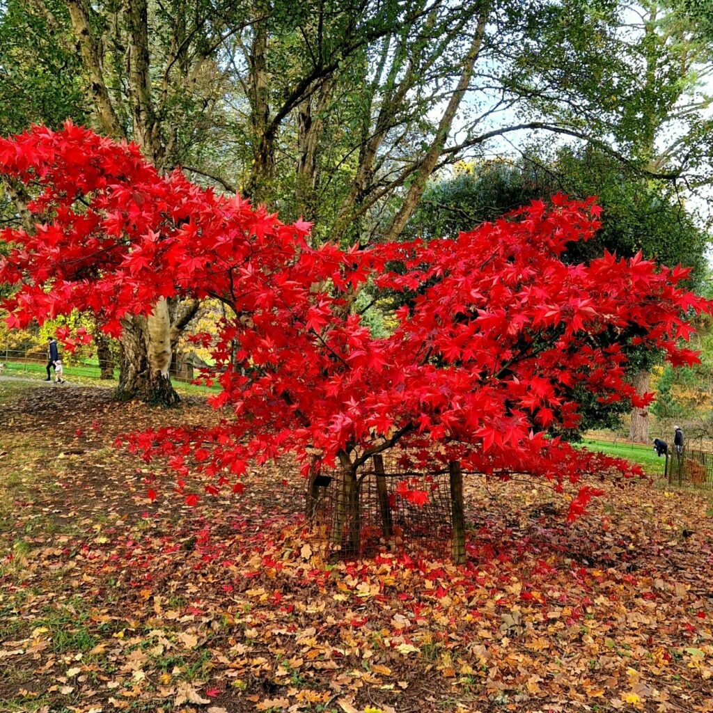 Batsford Arboretum in Gloucestershire