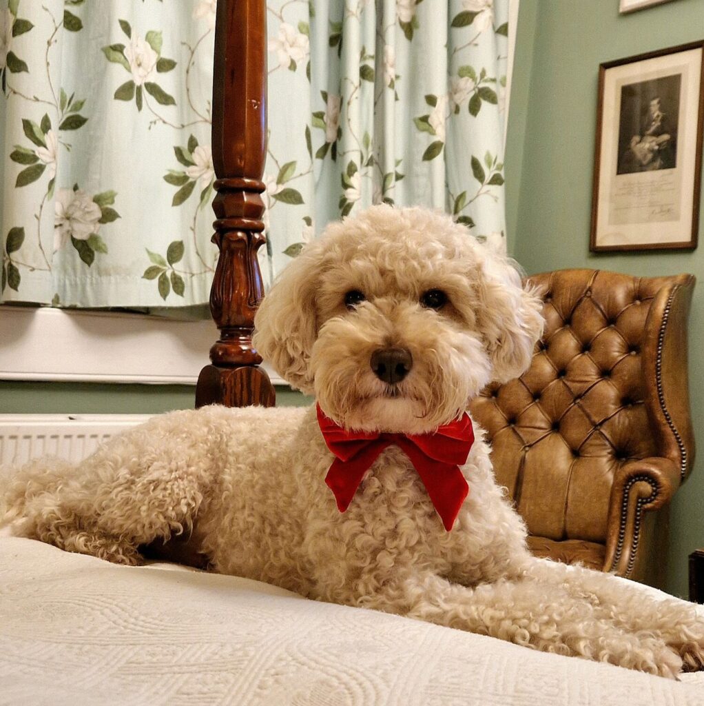 Dog-friendly hotel in Bath, Somerset