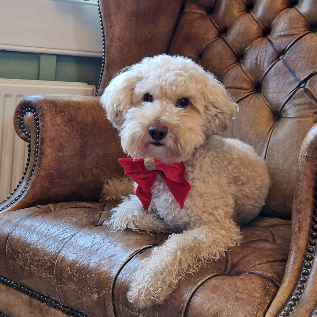 Dog-friendly hotel in Bath, Somerset