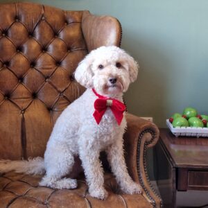 Dog-friendly hotel in Bath