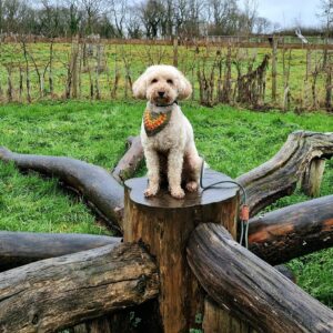 Dogs at Brockhampton Estate in Herefordshire